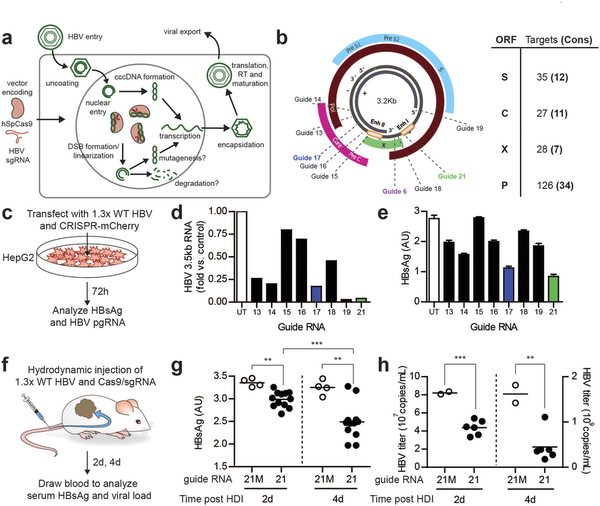攻克乙肝不是梦，基因编辑靶向“剪切”乙肝病毒