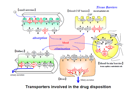 药物转运体在药物吸收、分布、代谢、排泄中的作用