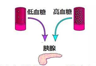调节血糖稳态，GK负重前行