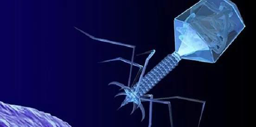 噬菌体疗法、溶瘤病毒，以及构建细胞表达载体的病毒转染因子等都体现出病毒对人类善良温和的一面