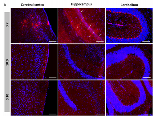 被包裹在含有NT-类脂质的LNP中的Cre重组酶成功转移。大脑中的转染神经元呈红色高亮。