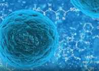 攻克三阴性乳腺癌，蜜蜂毒液竟是关键？