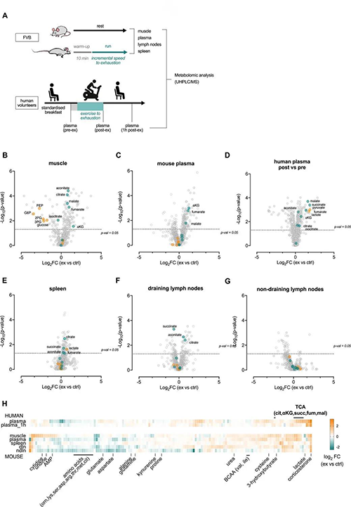 急性运动会改变血浆和淋巴器官的代谢状况 （来源：e Life）