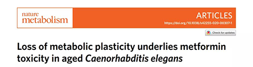 在线虫和人类原代细胞中，当在其寿命晚期提供二甲双胍时，二甲双胍会缩短寿命，这与二甲双胍在年轻生物体中的积极作用相反。
