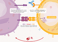 饿了吗？饿一饿原来可以辅助PD-1抑制剂肿瘤免疫治疗