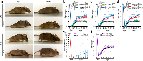 Hyper-IL-6促进功能恢复(来源：Nature)