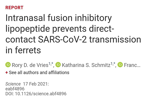 Science速递|鼻喷雾剂可阻止新冠肺炎传播，在雪貂实验中已初获成效