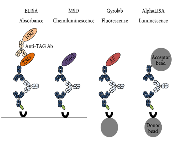 不朽情缘mg官网免疫原性研究四大平台