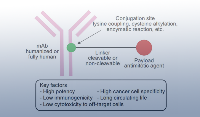 ADC药物：迎接市场热潮，攻破研发壁垒