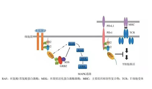 不朽情缘mg官网助力凌达生物SHP2变构抑制剂RG001片获批临床.jpg