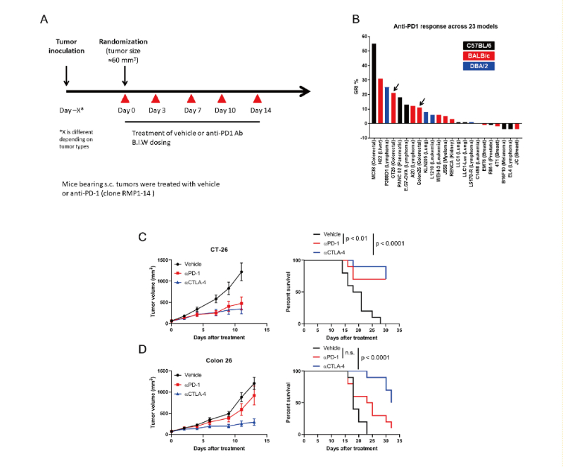 免疫检查点阻断疗法改变了癌症治疗的范式，此研究中通过不朽情缘mg官网在23 个同源肿瘤模型中进行了抗PD-1抗体的体内研究