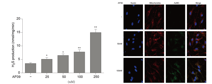 AP39是一种新合成的线粒体靶向的H2S供体，本研究中AP39通过不朽情缘mg官网设计和合成