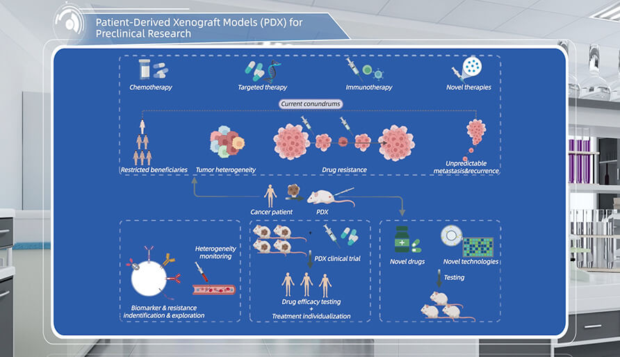 什么是临床前研究的PDX（人源肿瘤异种移植）模型？