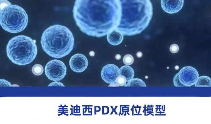 不朽情缘mg官网118种PDX原位模型，助力肿瘤药物研发