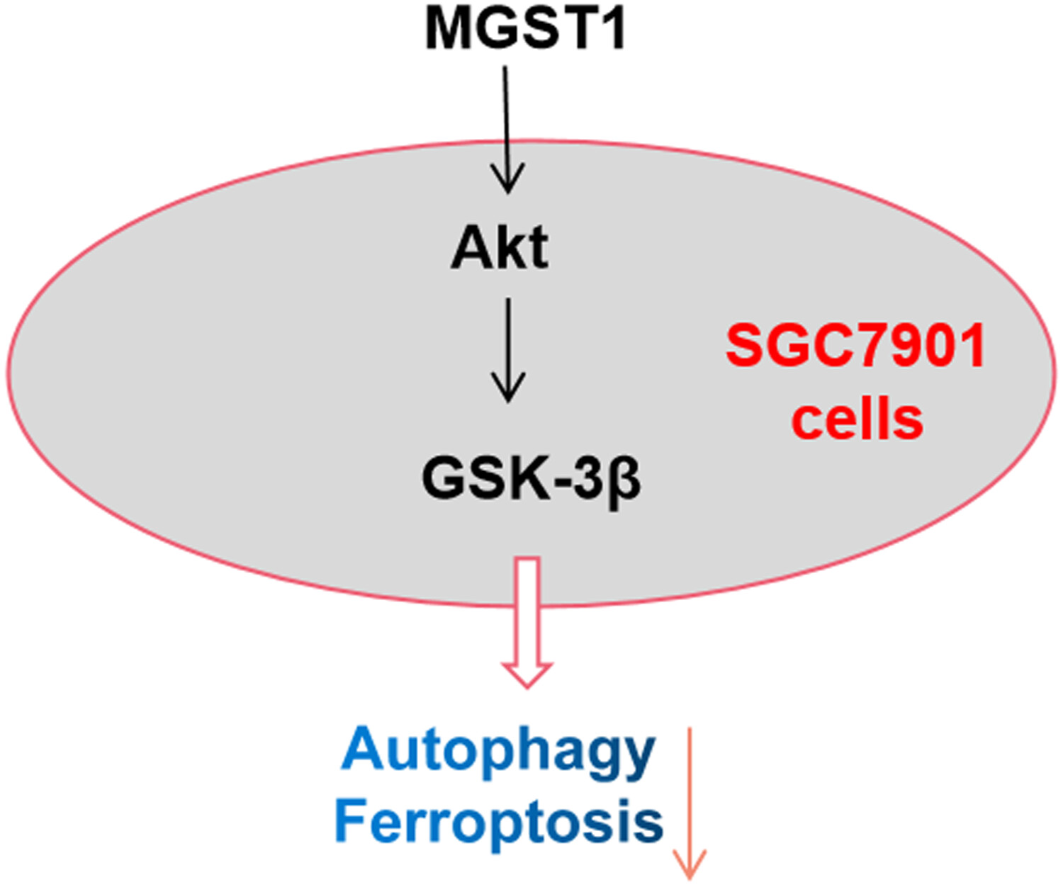 MGST1过表达通过激活Akt/GSK-3β信号通路诱导胃癌细胞增殖，本研究中MGST1过表达等体外实验通过不朽情缘mg官网进行