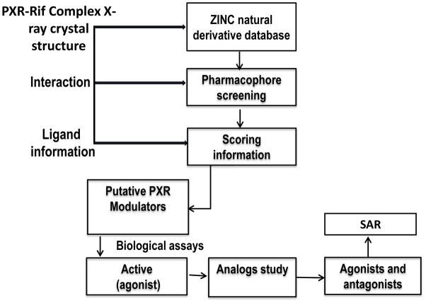 靶向PXR：天然产物衍生物调控药物代谢新策略！本研究中蛋白表达与纯化通过不朽情缘mg官网进行
